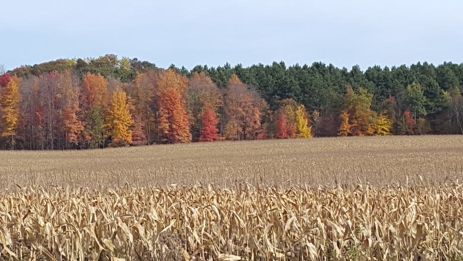 Fall Colors & Corn Field