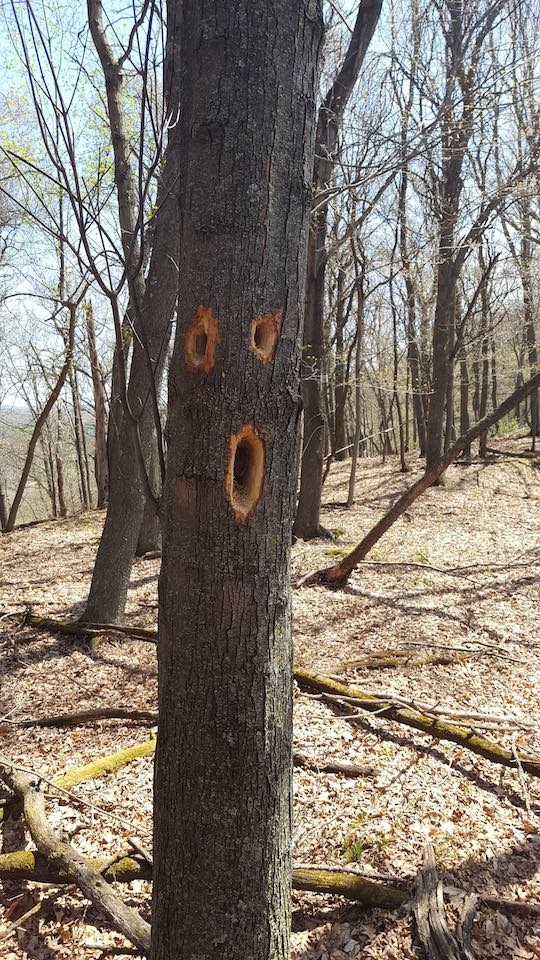Surprised an Oak Tree