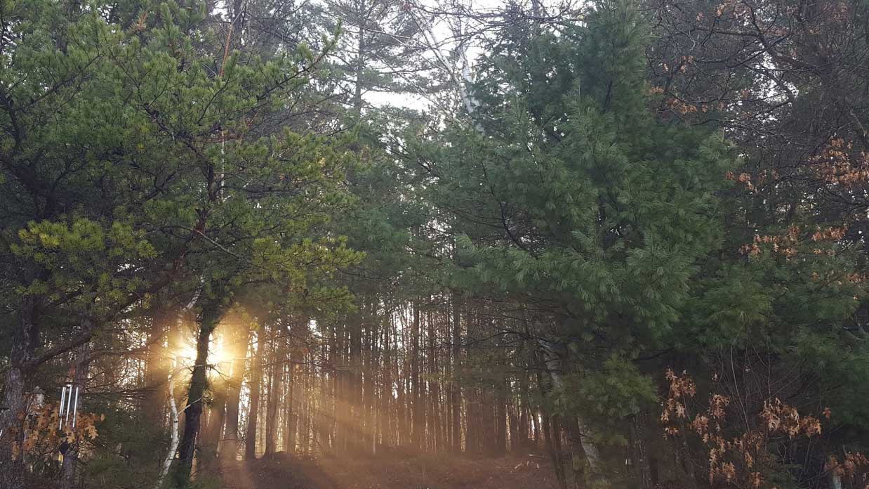 The sun is rising through the woods.
