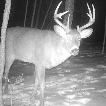 Winter Pics from the Deer Cam