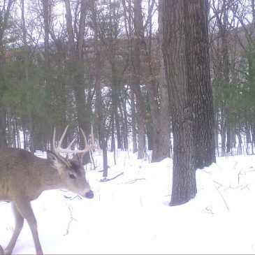 Winter 2022 Deer Camera Pictures