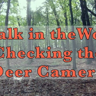 A Walk in the Woods & Checking the Deer Camera