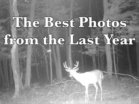 The Best Deer Camera Photos