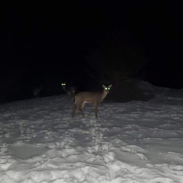 Deer in the Yard at Night
