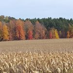 Fall Colors & Corn Field