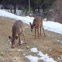 Whitetail Deer Fawns in the Driveway