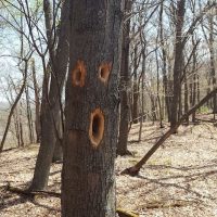 A Surprised Oak Tree