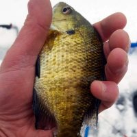 Bluegill Ice Fishing