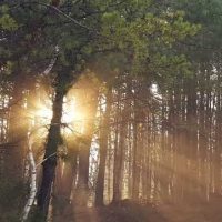 Sunrise through the woods.