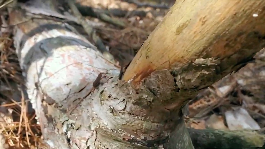 Fatwood Pine Tree Branch