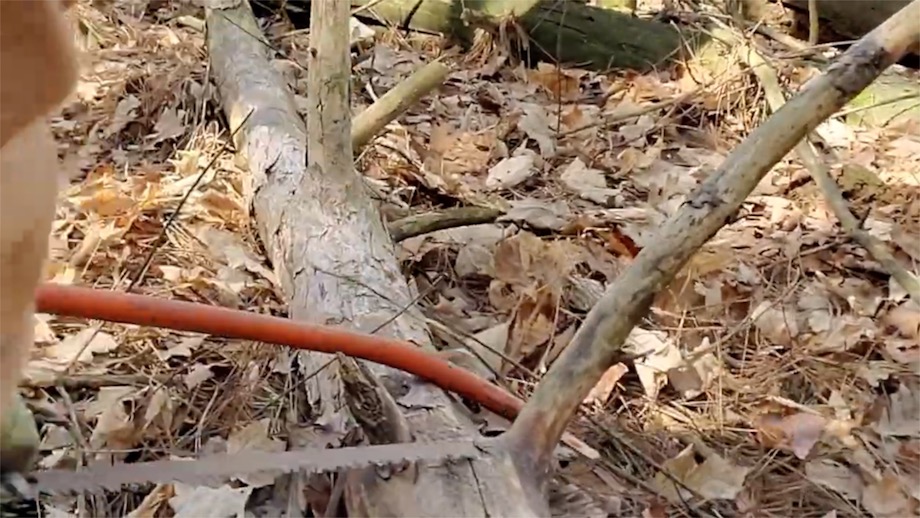 Cutting Fatwood from a Pine Tree
