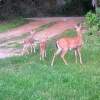 A female white-tailed deer stands in our yard looking toward the driveway, followed by two small, spotted fawns walking toward the woods.