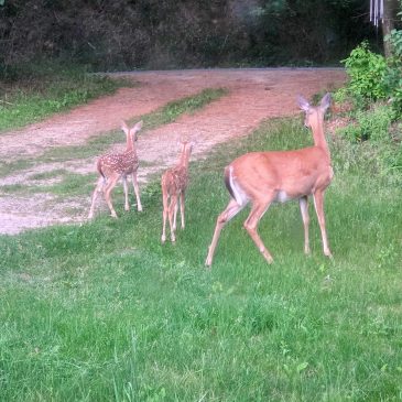 A Whitetail Family Moment