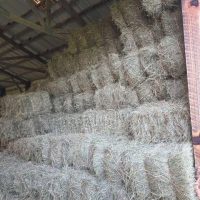 High stack of square hay bales piled neatly inside a barn with a visible rafters and metal roof.