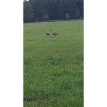 Sandhill Cranes Call Across the Hay Field