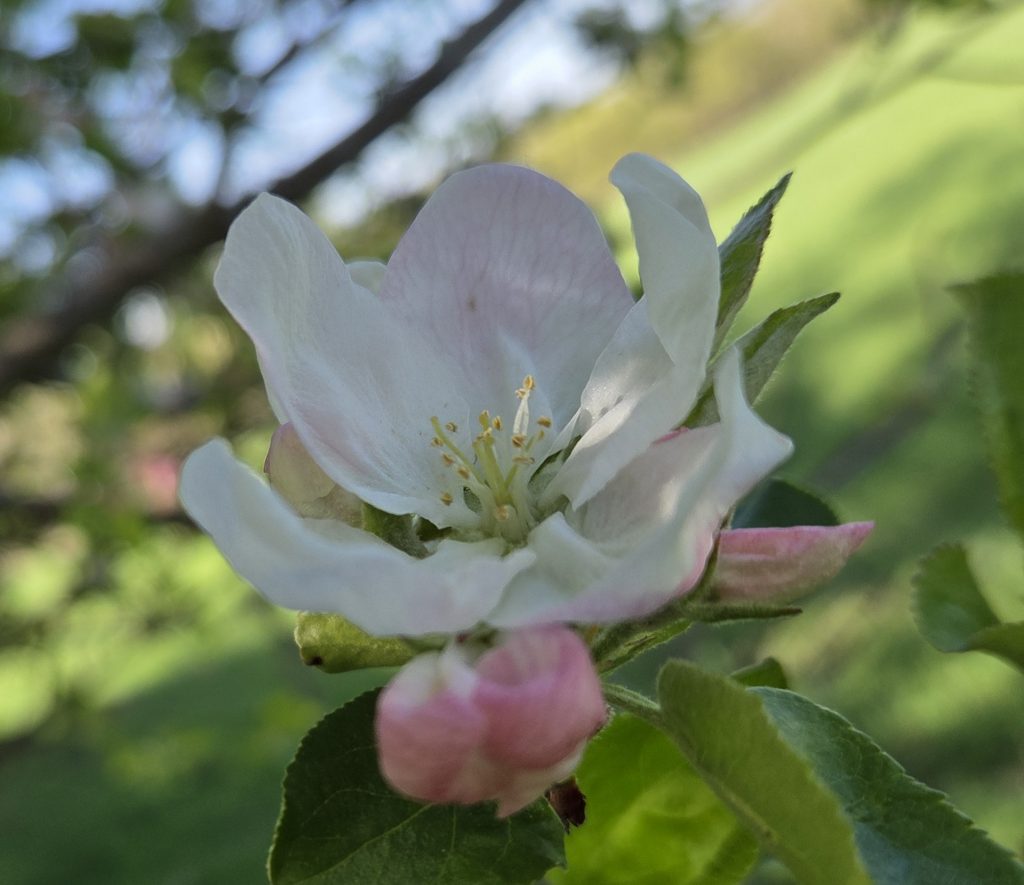 A close-up of a delicate white apple blossom with a soft pink tint and yellow stamens, surrounded by green leaves and a blurred green background.