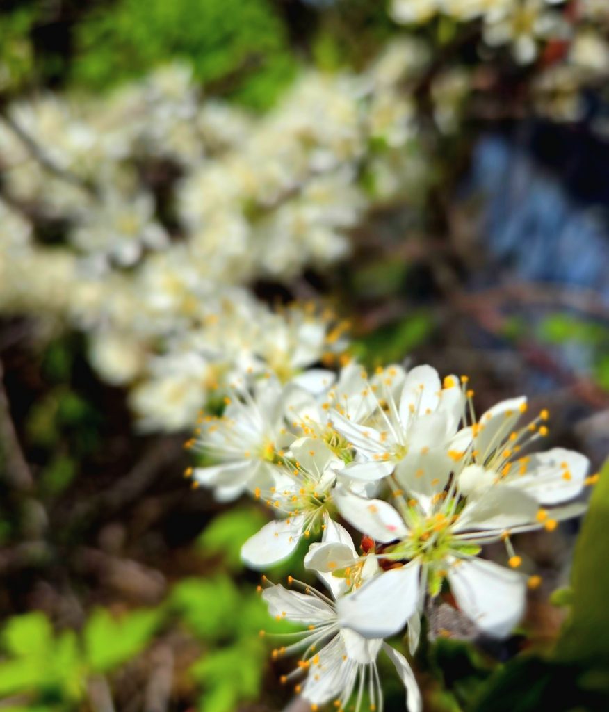 White spring blossoms blooming on a tree branch in Wisconsin.