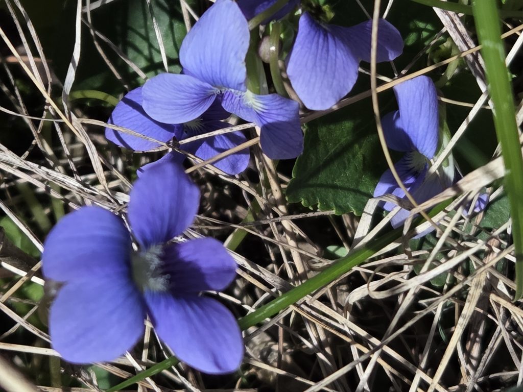 Small blue wildflowers blooming in early spring grass in Wisconsin.