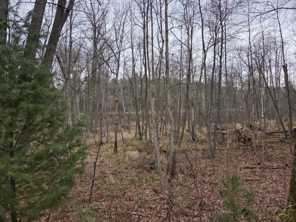 A forest of slender, leafless trees with one vibrant green pine in the foreground, taken from an elevated deer stand.