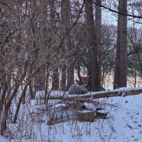 Whitetail deer bedded down in the snow under pine trees.