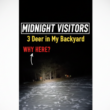 The Midnight Sanctuary: Why Deer Chose My Yard