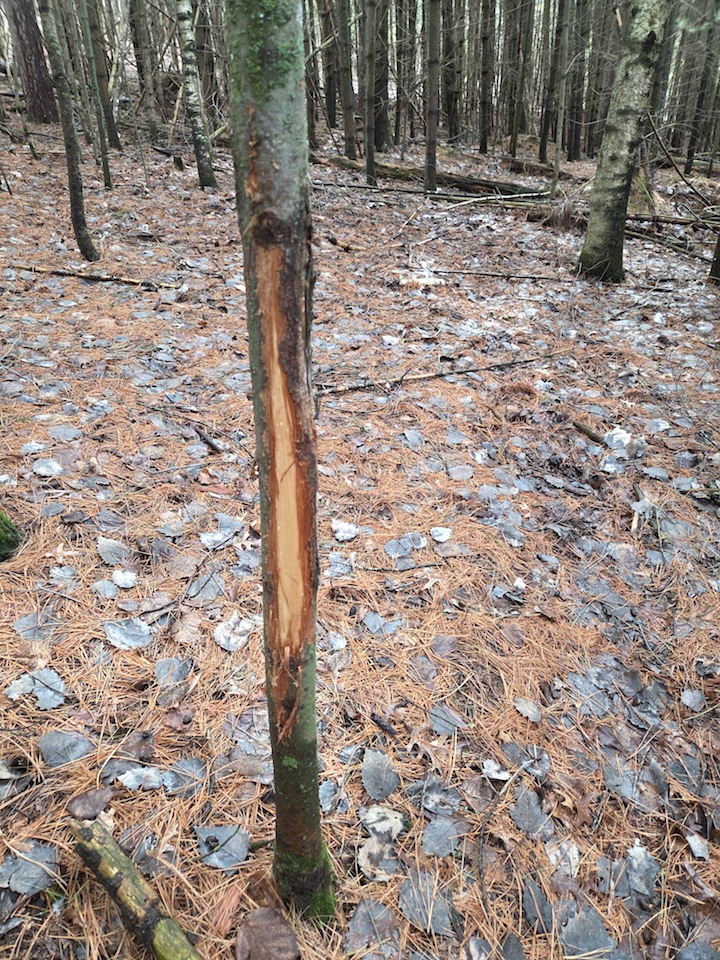 Large buck rub line in oak woods