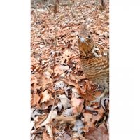 Ruffed grouse encounter in the woods during a shed hunting trip with text overlay 'He walked right up to me'.