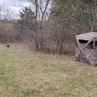 A ground blind set up on the edge of a grassy hay field with a turkey decoy positioned nearby to prevent hang-ups.