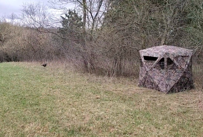How to Hunt Stubborn Field Toms & Why Your Decoys Are Failing You (And ...
