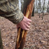 Whitetail buck rub scraped bark on tree