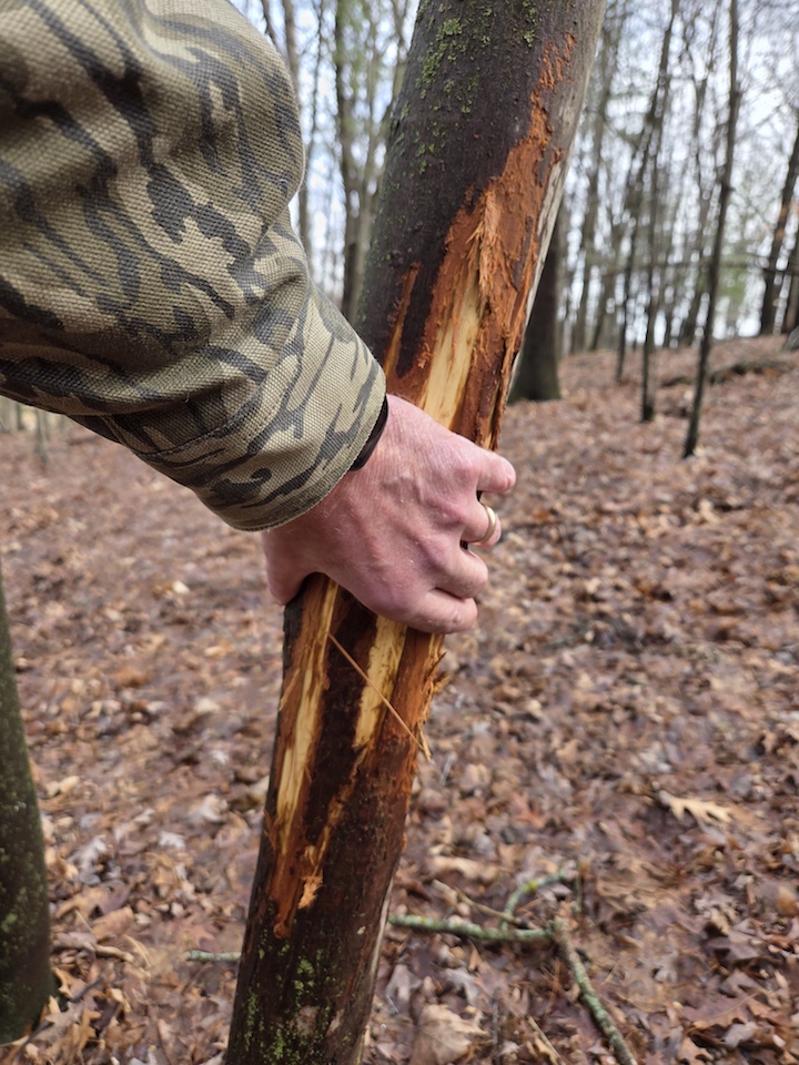 Whitetail buck rub scraped bark on tree