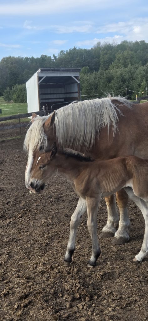 Baby filly Carmen Celeste standing on long legs next to her mother Judy in the paddock.