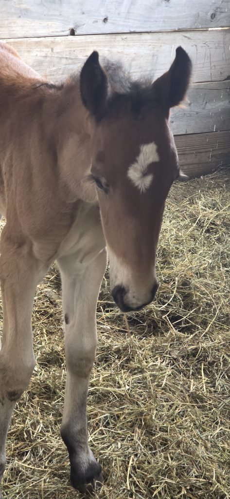 Close-up of newborn foal showing a white C marking on her forehead.