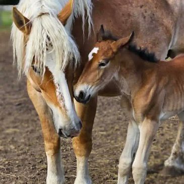 On Shaky Legs and New Beginnings: The Arrival of Carmen Celeste at Otter Creek.