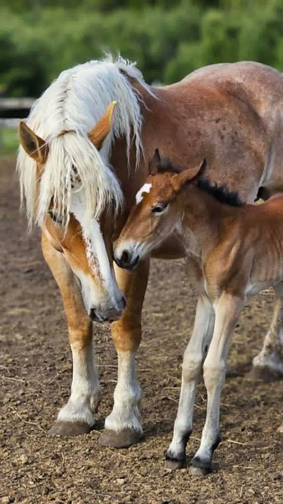 Newborn baby filly Carmen Celeste with her mother Judy at Otter Creek.