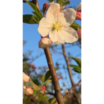 Apple Blossoms in Otter Creek & a Lesson in Paying Attention