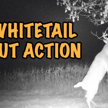 Whitetail Bucks on Trail Camera | Otter Creek, Wisconsin